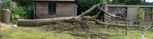 Tree Surgery Full Takedown