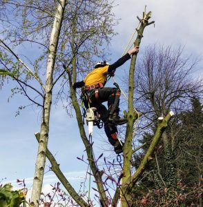 Tree surgeon at work