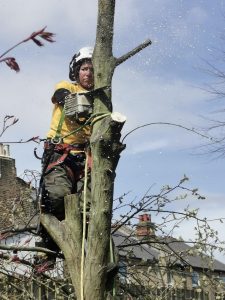 Tree surgeon at work
