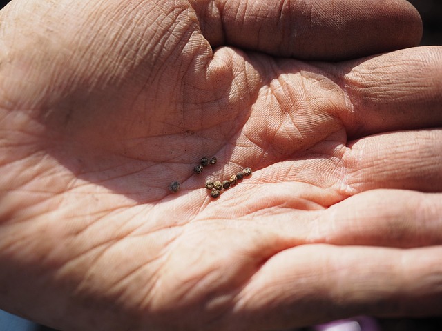hand holding small seeds